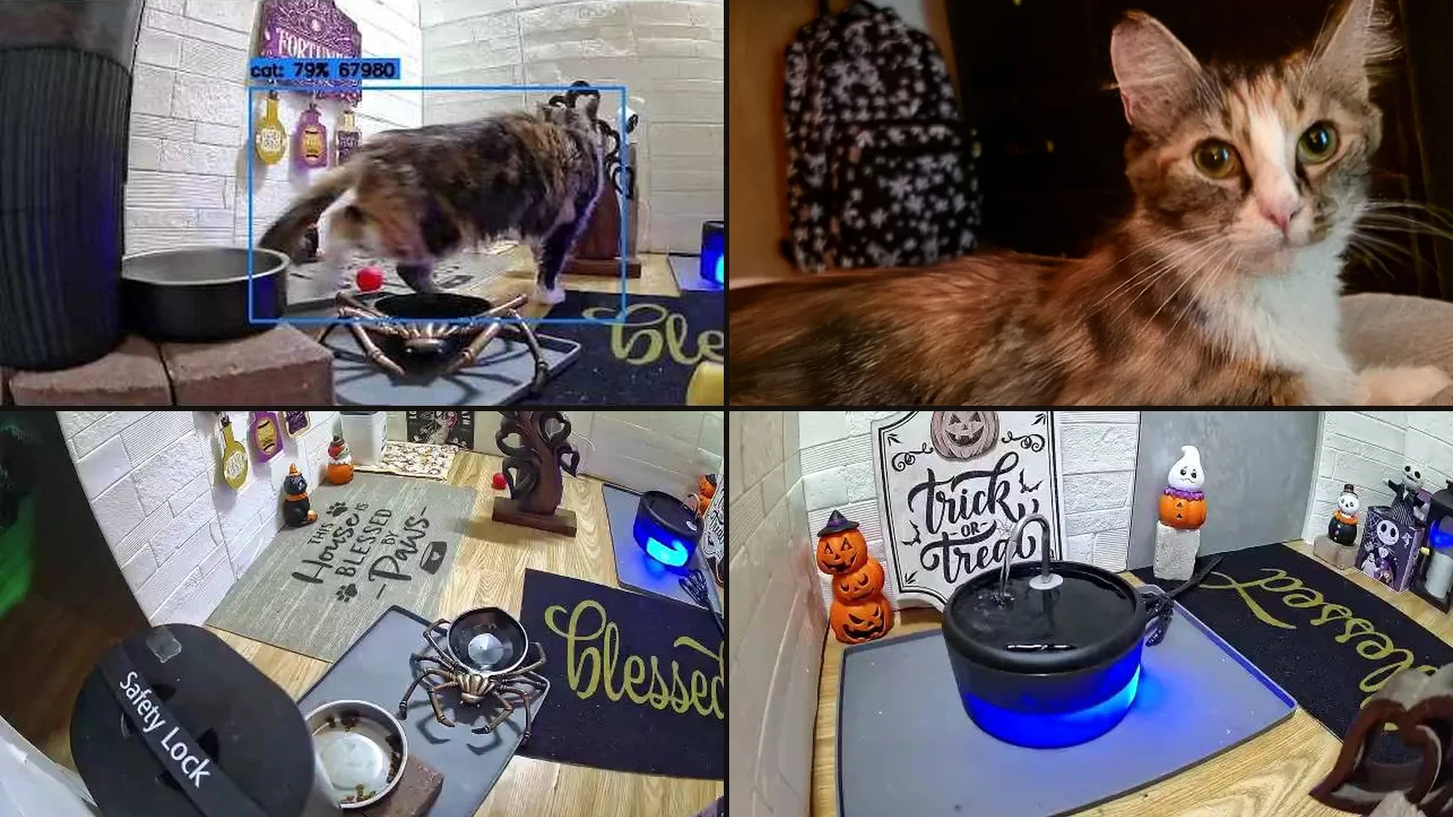 Four views of Helen: Frigate boxing her as cat 79% at the food bowl, a close-up portrait, the food corner and the water fountain