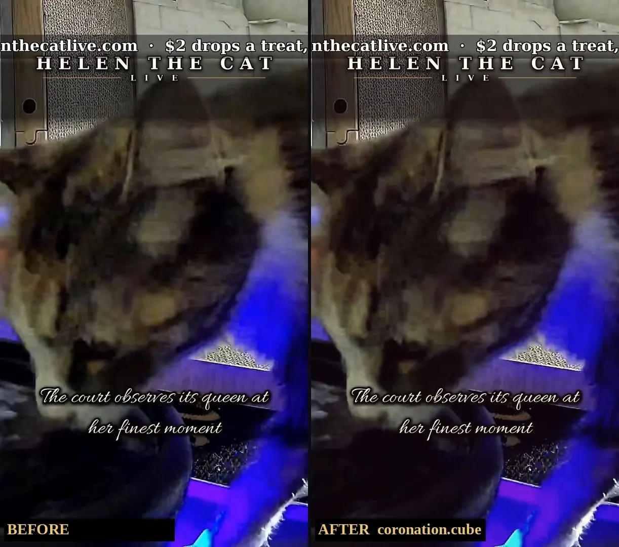 Before and after the coronation colour grade on cat-cam footage